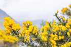 Wasdale Head, Seascale, Cumbria, England. Scotch Broom blooming in Lake District National Park. Art Print